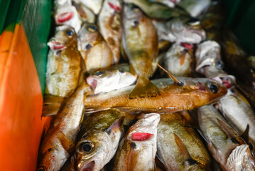 A Display of Fresh Fish with Open Mouths. Concept The signs of freshness.