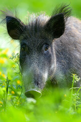 Wild boar portrait at summer