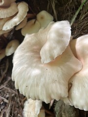 Cluster of White Mushrooms on Tree Trunk – Nature Photography