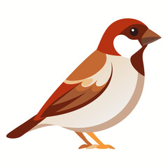 Fototapeta premium Sparrow Bird on White Background