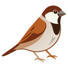 Fototapeta premium Sparrow Bird on White Background