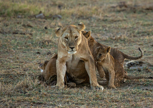 Fototapeta Lioness with her cubs, Kajiado County, Amboseli, Kenya