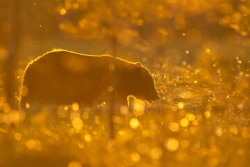 Brown bear at sunset in the summer bog scenery, contra-light