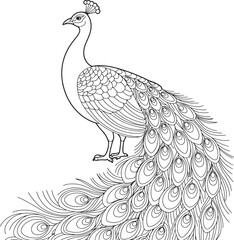 Fototapeta premium Elegant Peacock Outline Illustration Detailed Bird Drawing with Intricate Feather Design on Transparent Backdrop