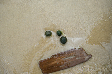 Ecological theme with Cladophora Balls or Marimo, and a piece of driftwood on a sandy lake shore....