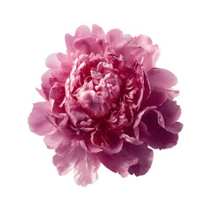 A aerial shot of one fushia peony flower
