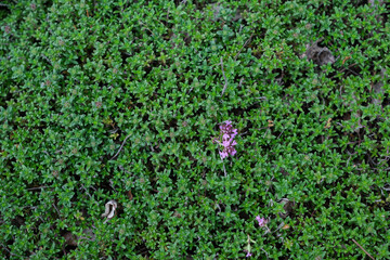 Green thyme carpet with single purple flowers. Landscaped plants and medicinal herbs at the same...