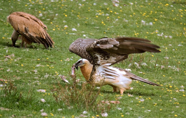 Gypaète barbu, jeune,Gypaetus barbatus, Bearded Vulture, Vautour fauve, Gyps fulvus, Griffon Vulture,  Pyrénées