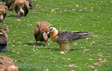 Gypaète barbu, jeune,Gypaetus barbatus, Bearded Vulture, Vautour fauve, Gyps fulvus, Griffon Vulture,  Pyrénées