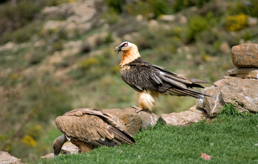 Gypaète barbu, jeune,Gypaetus barbatus, Bearded Vulture, Vautour fauve, Gyps fulvus, Griffon Vulture,  Pyrénées