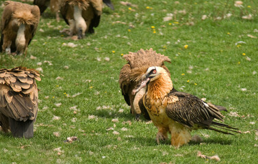 Gypaète barbu, jeune,Gypaetus barbatus, Bearded Vulture, Vautour fauve, Gyps fulvus, Griffon Vulture,  Pyrénées