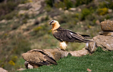 Gypaète barbu, jeune,Gypaetus barbatus, Bearded Vulture, Vautour fauve, Gyps fulvus, Griffon Vulture,  Pyrénées