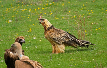 Gypaète barbu,Gypaetus barbatus, Bearded Vulture, Pyrénées