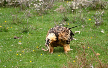 Gypaète barbu,Gypaetus barbatus, Bearded Vulture, Pyrénées