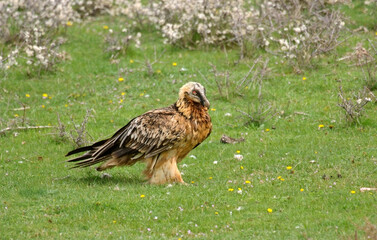 Gypaète barbu,Gypaetus barbatus, Bearded Vulture, Pyrénées