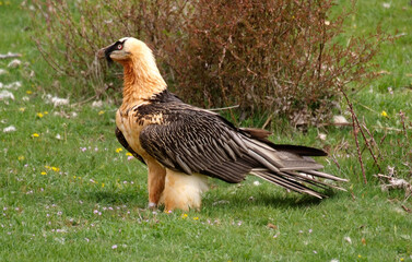 Gypaète barbu,Gypaetus barbatus, Bearded Vulture, Pyrénées