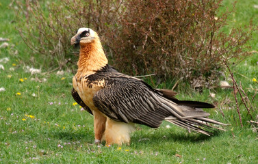 Fototapeta premium Gypaète barbu, Gypaetus barbatus, Bearded Vulture, Pyrénées