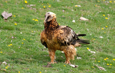 Gypaète barbu,Gypaetus barbatus, Bearded Vulture, Pyrénées