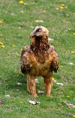 Gypaète barbu,Gypaetus barbatus, Bearded Vulture, Pyrénées