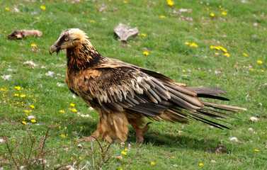 Gypaète barbu,Gypaetus barbatus, Bearded Vulture, Pyrénées
