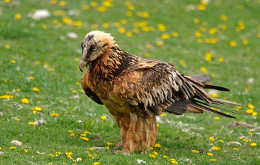 Gypaète barbu,Gypaetus barbatus, Bearded Vulture, Pyrénées