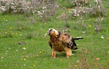 Gypaète barbu,Gypaetus barbatus, Bearded Vulture, Pyrénées