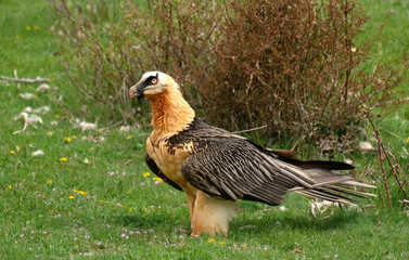 Gypaète barbu,Gypaetus barbatus, Bearded Vulture, Pyrénées