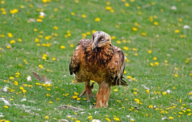 Gypaète barbu,Gypaetus barbatus, Bearded Vulture, Pyrénées