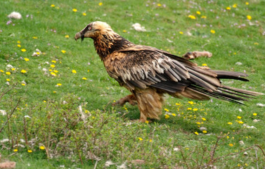Gypaète barbu,Gypaetus barbatus, Bearded Vulture, Pyrénées