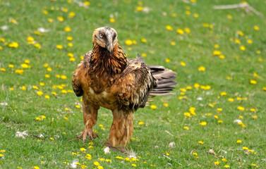 Gypaète barbu,Gypaetus barbatus, Bearded Vulture, Pyrénées
