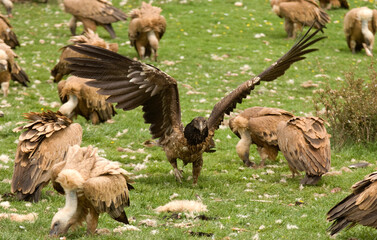 Gypaète barbu, jeune,Gypaetus barbatus, Bearded Vulture, Vautour fauve, Gyps fulvus, Griffon Vulture,  Pyrénées