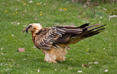 Gypaète barbu,Gypaetus barbatus, Bearded Vulture, Pyrénées