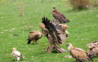 Gypaète barbu, jeune,Gypaetus barbatus, Bearded Vulture, Vautour fauve, Gyps fulvus, Griffon Vulture,  Pyrénées