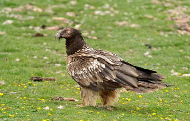 Gypaète barbu, jeune,Gypaetus barbatus, Bearded Vulture, Pyrénées