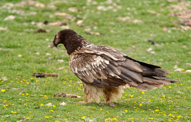 Gypaète barbu, jeune,Gypaetus barbatus, Bearded Vulture, Pyrénées