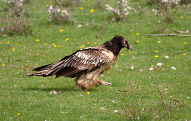 Gypaète barbu,Gypaetus barbatus, Bearded Vulture, Pyrénées