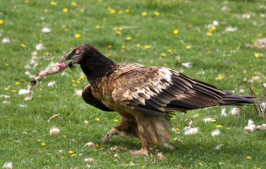 Gypaète barbu,Gypaetus barbatus, Bearded Vulture, Pyrénées