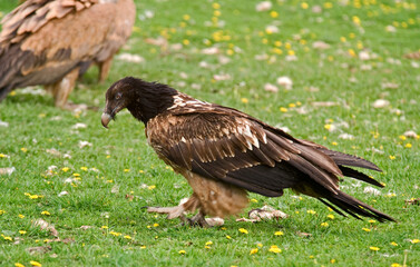 Gypaète barbu,Gypaetus barbatus, Bearded Vulture, Pyrénées
