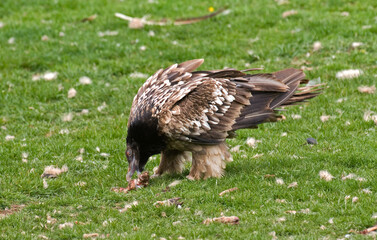 Gypaète barbu,Gypaetus barbatus, Bearded Vulture, Pyrénées