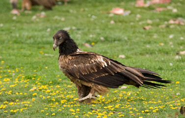Gypaète barbu,Gypaetus barbatus, Bearded Vulture, Pyrénées