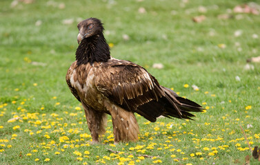 Gypaète barbu,Gypaetus barbatus, Bearded Vulture, Pyrénées