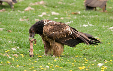 Gypaète barbu,Gypaetus barbatus, Bearded Vulture, Pyrénées