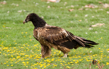Gypaète barbu,Gypaetus barbatus, Bearded Vulture, Pyrénées