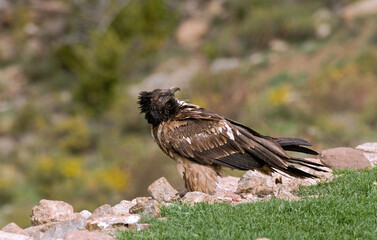 Gypaète barbu,Gypaetus barbatus, Bearded Vulture, Pyrénées