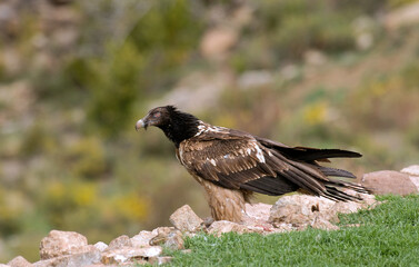 Gypaète barbu,Gypaetus barbatus, Bearded Vulture, Pyrénées