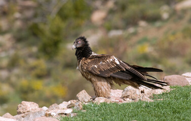Gypaète barbu,Gypaetus barbatus, Bearded Vulture, Pyrénées