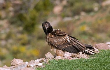 Gypaète barbu,Gypaetus barbatus, Bearded Vulture, Pyrénées