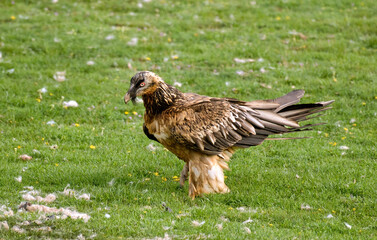 Gypaète barbu,Gypaetus barbatus, Bearded Vulture, Pyrénées