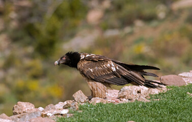 Gypaète barbu,Gypaetus barbatus, Bearded Vulture, Pyrénées