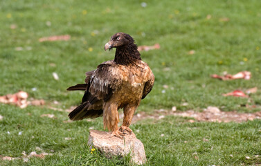 Gypaète barbu,
Gypaetus barbatus, Bearded Vulture, Pyrénées